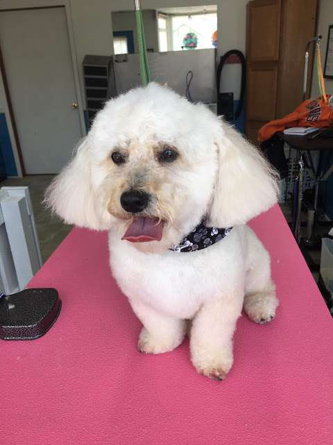 Beautiful Pup Grooming by Heather